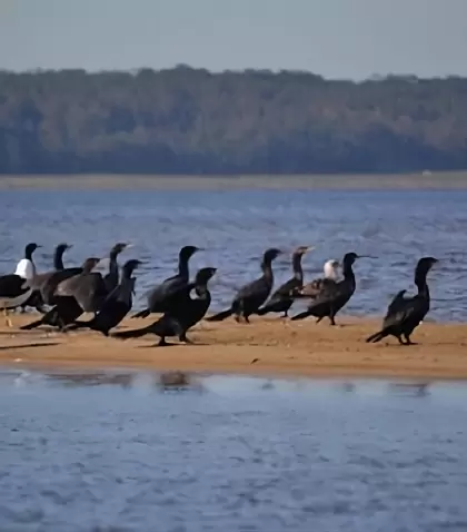 Laguna de Rocha en Uruguay, un para�so para el avistamiento de aves y la vida silvestre.