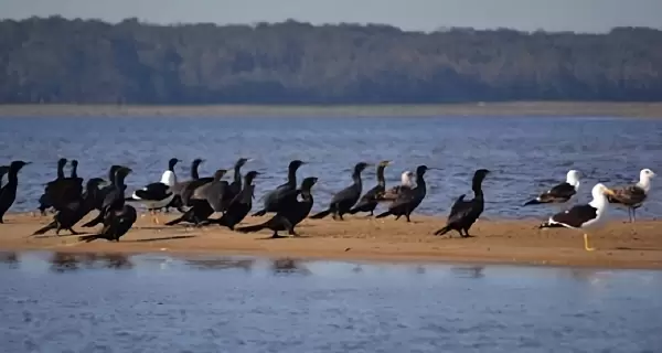 Laguna de Rocha en Uruguay, un para�so para el avistamiento de aves y la vida silvestre.