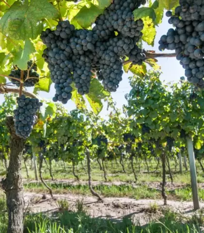 Vendimia 2022 cargada de sabor y nuevas cepas