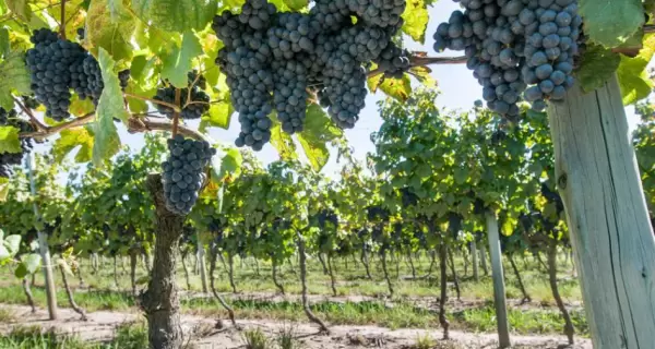 Vendimia 2022 cargada de sabor y nuevas cepas