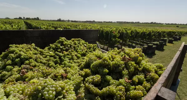 Canelones, la regi�n vitivin�cola m�s importante del Uruguay, combina tradici�n, paisaje y sabor.