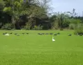 Los parques nacionales del Uruguay invitan a recorrer paisajes diversos y desconectar del ritmo cotidiano (Esteros de Farrapos e Islas)