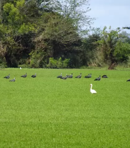 Los parques nacionales del Uruguay invitan a recorrer paisajes diversos y desconectar del ritmo cotidiano (Esteros de Farrapos e Islas)