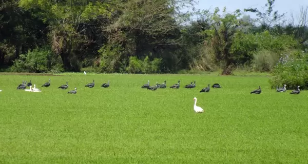 Los parques nacionales del Uruguay invitan a recorrer paisajes diversos y desconectar del ritmo cotidiano (Esteros de Farrapos e Islas)