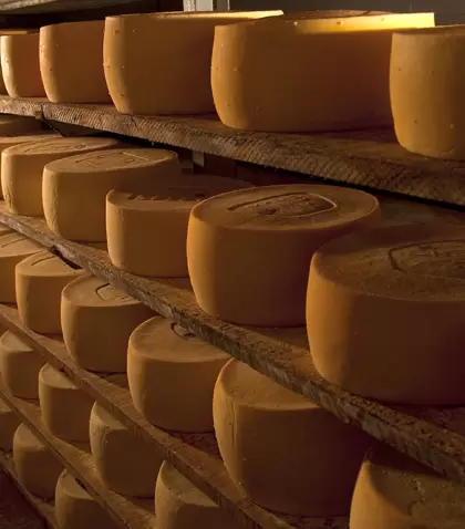 Colonia es uno de los principales productores l�cteos del pa�s.