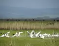 En Rocha aparecen lagunas de enorme valor ambiental.