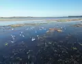 Las lagunas cumplen un papel fundamental para la biodiversidad.