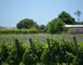 El interior de Canelones recorre vi�edos con caminos rurales y colinas suaves.