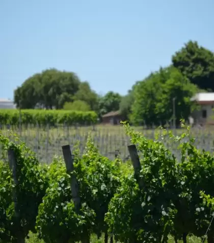 El interior de Canelones recorre vi�edos con caminos rurales y colinas suaves.