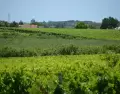Canelones combina la calma del ambiente con el trabajo de la vendimia durante el oto�o.