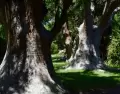 Los omb�es, con sus formas irregulares y troncos anchos, generan una especie de bosque bajo.