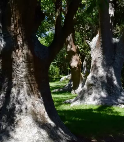 Los omb�es, con sus formas irregulares y troncos anchos, generan una especie de bosque bajo.