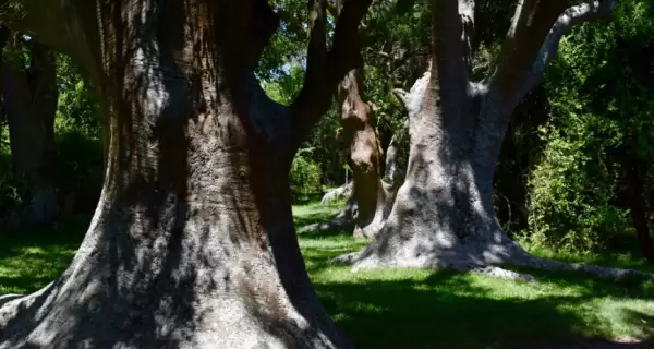 Los omb�es, con sus formas irregulares y troncos anchos, generan una especie de bosque bajo.