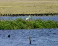 En oto�o la Laguna de Rocha cobra protagonismo.