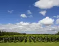 En distintas zonas de Canelones hay bodegas que trabajan con experiencias personalizadas.