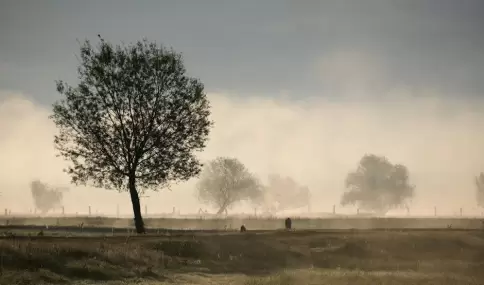 La niebla obliga a mirar m�s lento y a prestar atenci�n a detalles peque�os.