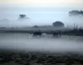La niebla tiene la capacidad de transformar incluso paisajes cotidianos.
