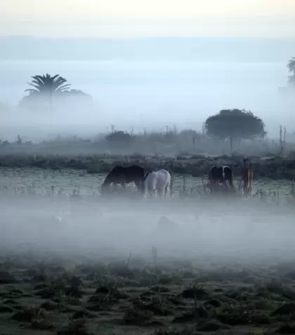 La niebla tiene la capacidad de transformar incluso paisajes cotidianos.
