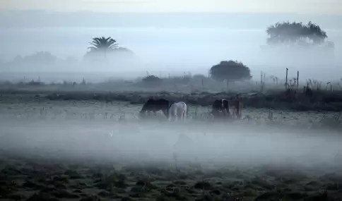 La niebla tiene la capacidad de transformar incluso paisajes cotidianos.
