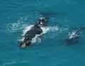 Las ballenas ense�an una forma de turismo m�s lenta, donde la recompensa puede aparecer solo para quien espera.
