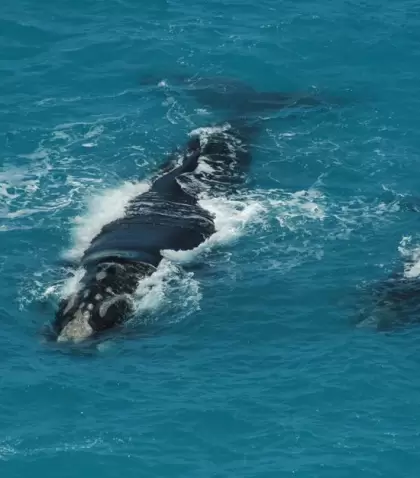 Las ballenas ense�an una forma de turismo m�s lenta, donde la recompensa puede aparecer solo para quien espera.