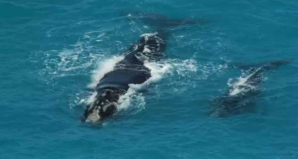 Las ballenas ense�an una forma de turismo m�s lenta, donde la recompensa puede aparecer solo para quien espera.