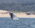 El avistamiento de ballenas transforma la experiencia de la costa rochense.