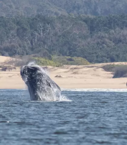 El avistamiento de ballenas transforma la experiencia de la costa rochense.