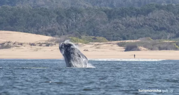 El avistamiento de ballenas transforma la experiencia de la costa rochense.