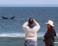El avistamiento de ballenas funciona como un encuentro posible con la naturaleza.
