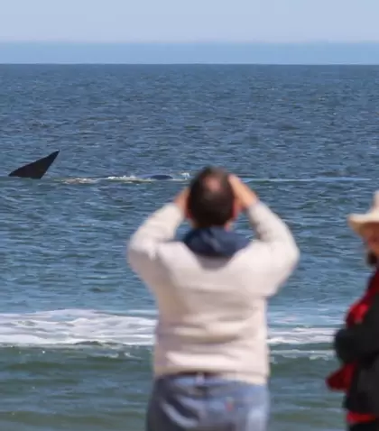 El avistamiento de ballenas funciona como un encuentro posible con la naturaleza.