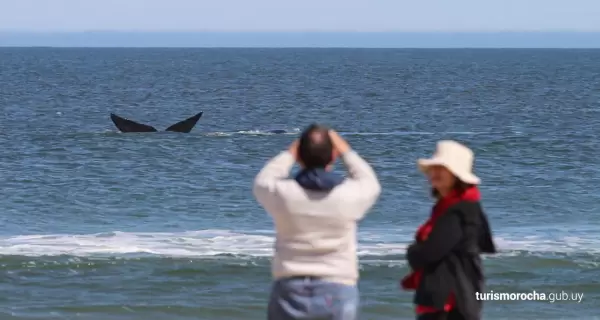 El avistamiento de ballenas funciona como un encuentro posible con la naturaleza.