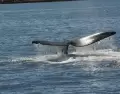 Cerca de Punta del Este hay chances reales de ver ballenas en temporada, especialmente entre julio y octubre.